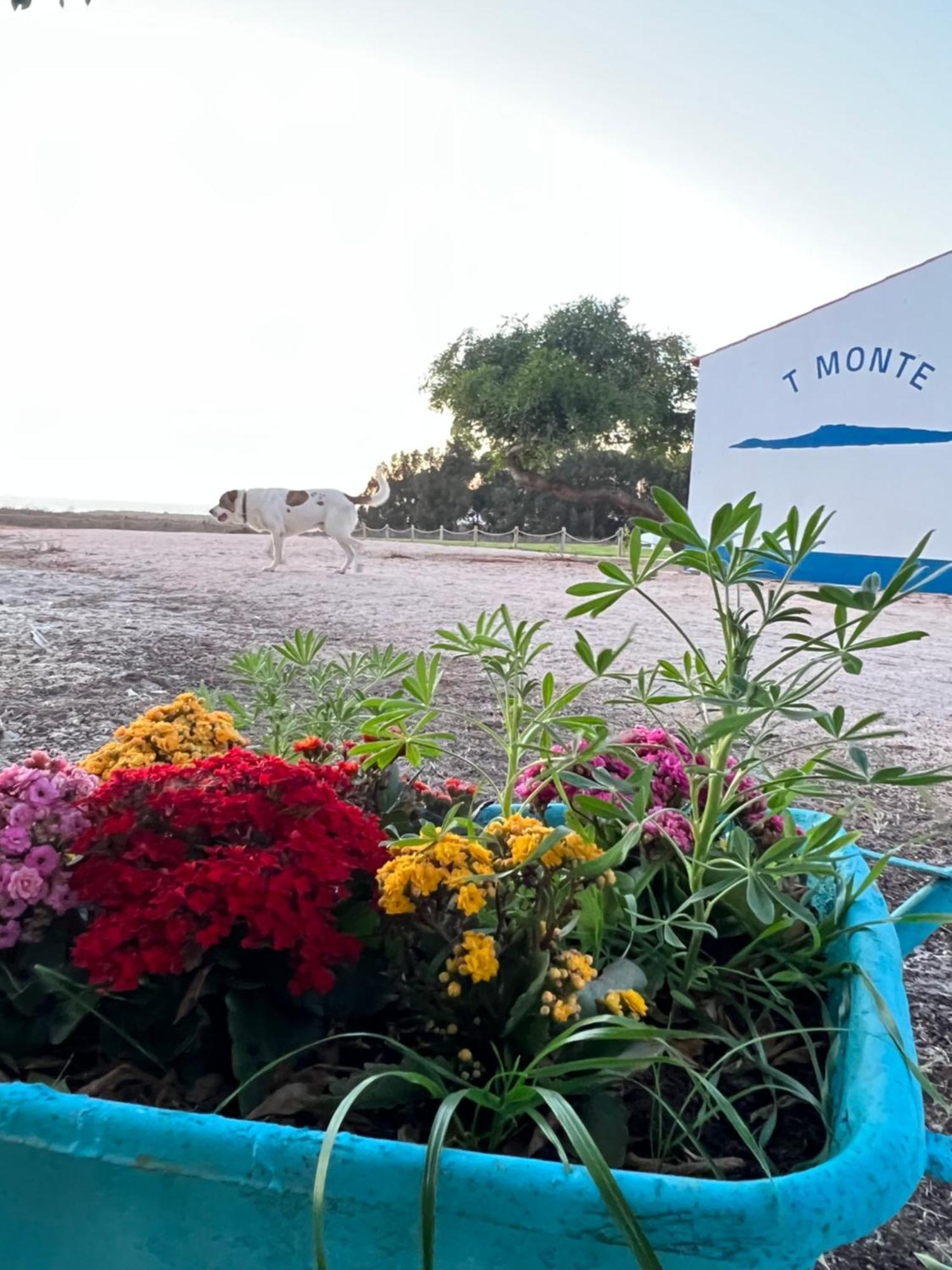 T Monte Villa Porto Covo Bagian luar foto